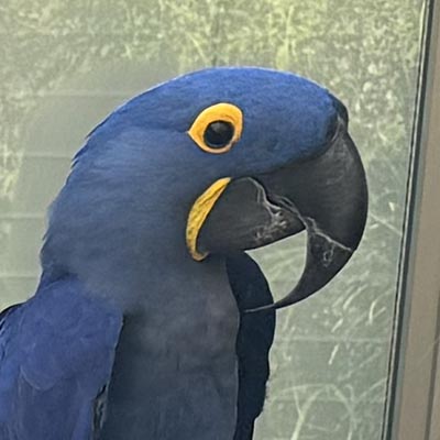 Roscoe